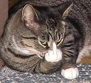 chat fuck